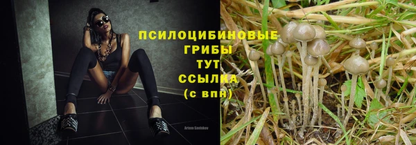 крисы Бородино